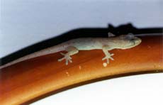 Gecko-Foto von Britta